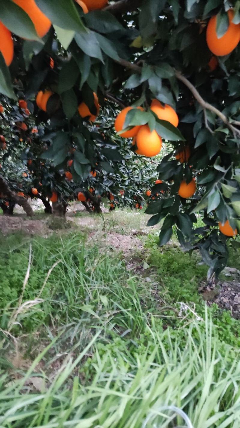 秭归脐橙纽荷尔九月红长虹血橙大量上市