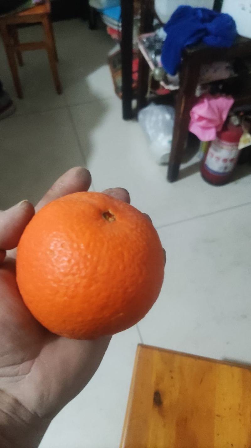 秭归脐橙纽荷尔九月红长虹血橙大量上市