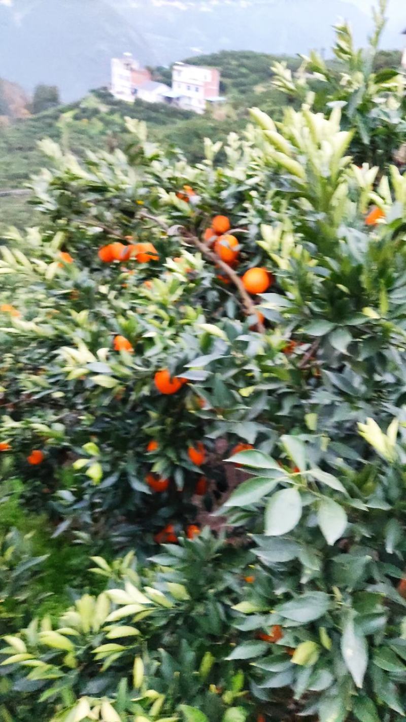 秭归脐橙纽荷尔九月红长虹血橙大量上市