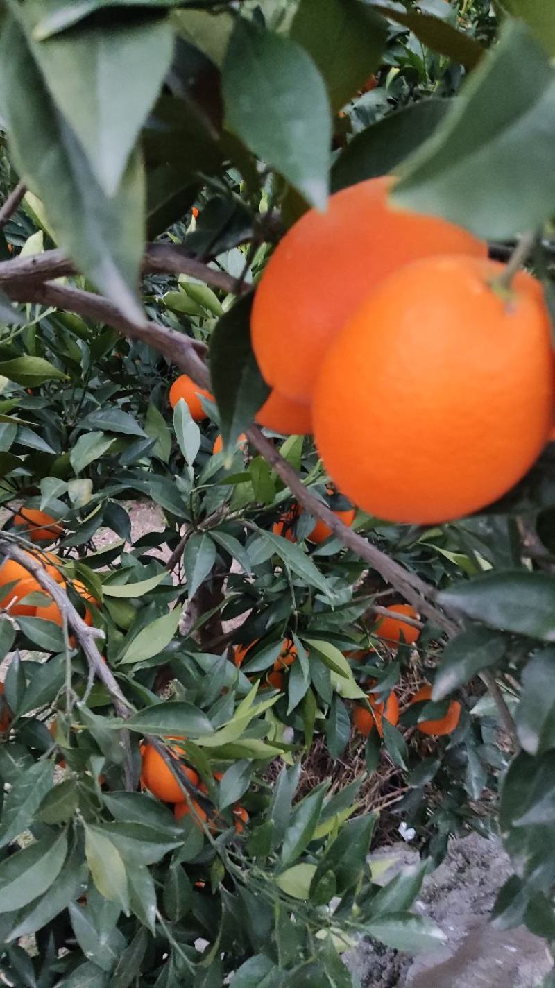 秭归脐橙纽荷尔九月红长虹血橙大量上市