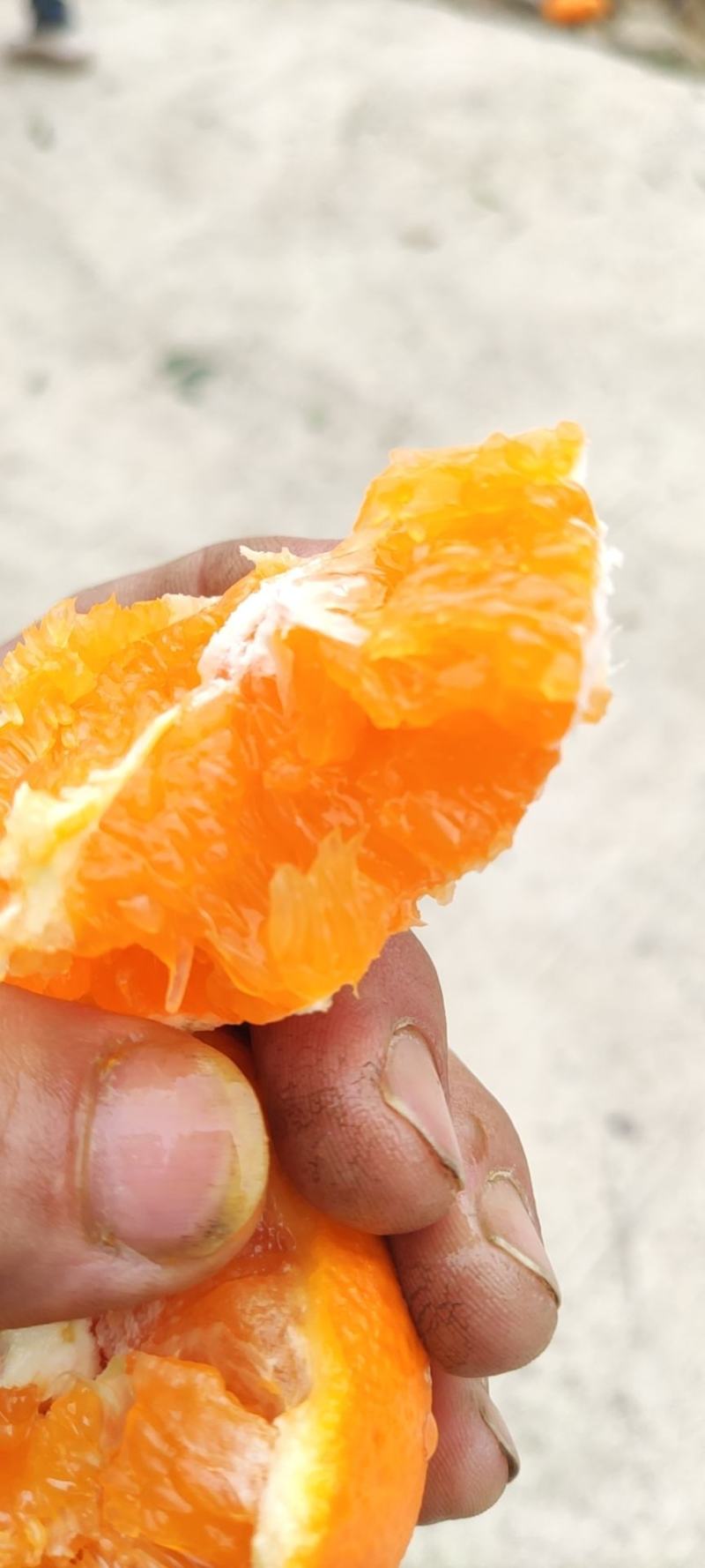 秭归脐橙纽荷尔九月红长虹血橙大量上市