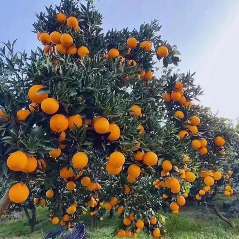 秭归脐橙纽荷尔九月红长虹血橙大量上市