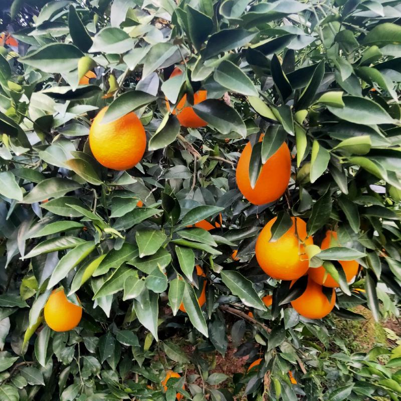 湖北秭归长虹，元虹，普脐，大量销售，颜质好，味感甜。