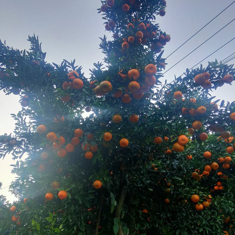 湖北秭归长虹，元虹，普脐，大量销售，颜质好，味感甜。