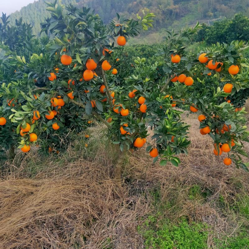 湖北秭归长虹，元虹，普脐，大量销售，颜质好，味感甜。