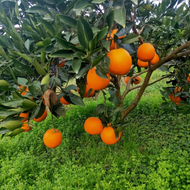 湖北秭归长虹，元虹，普脐，大量销售，颜质好，味感甜。