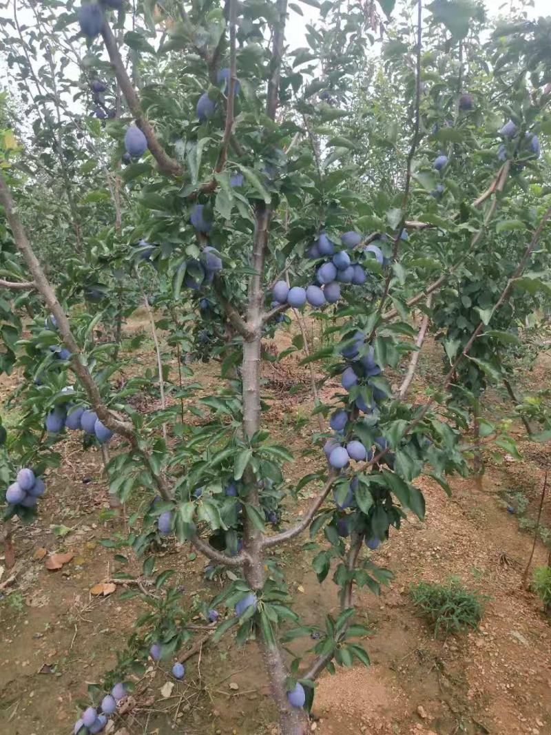 西梅树苗