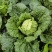 麻叶菜大量供应、质量保证、欢迎采购111111