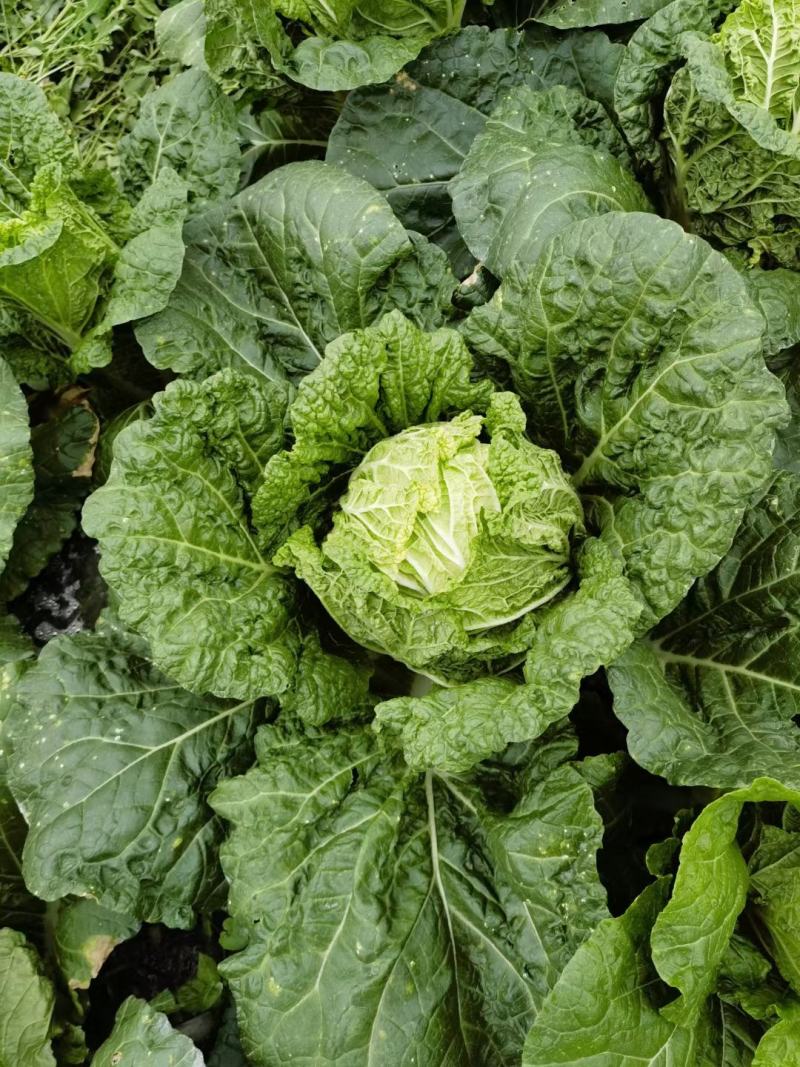 麻叶菜大量供应、质量保证、欢迎采购111111