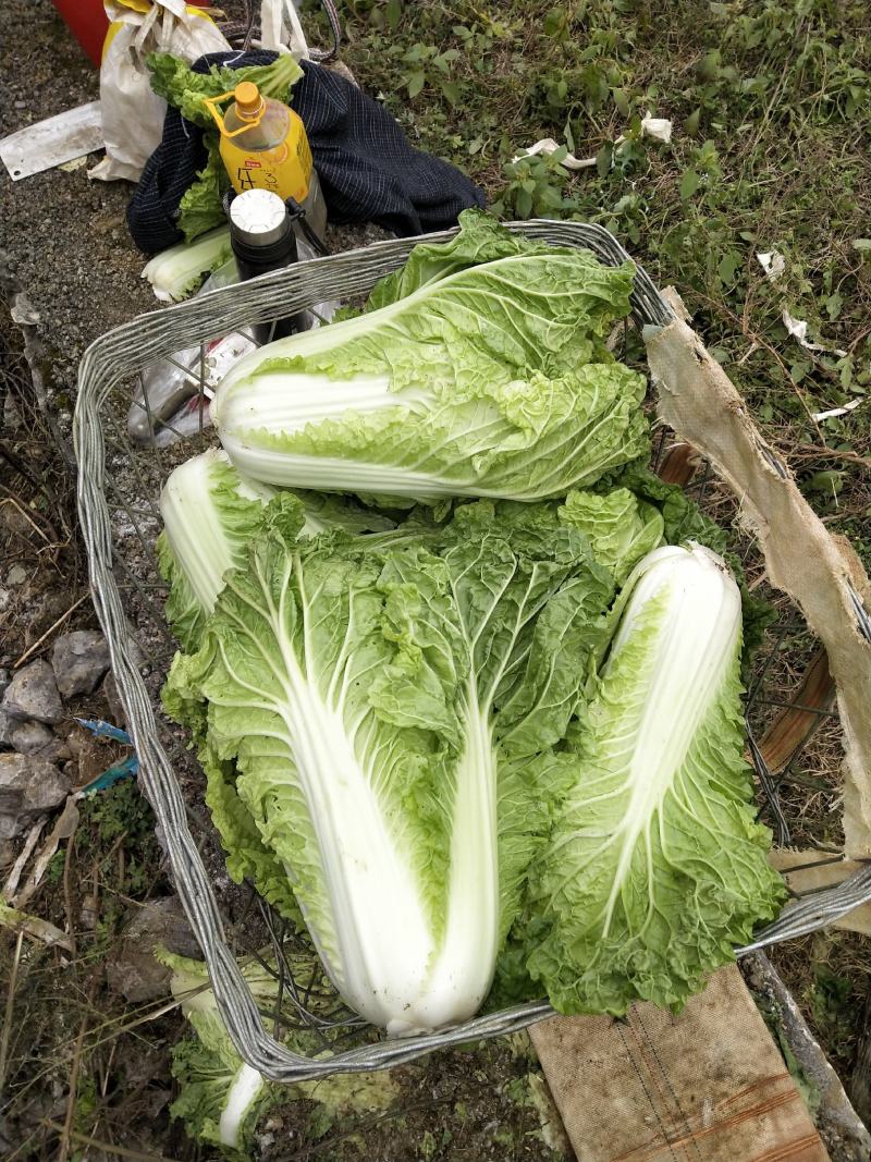 麻叶菜大量供应、质量保证、欢迎采购111111