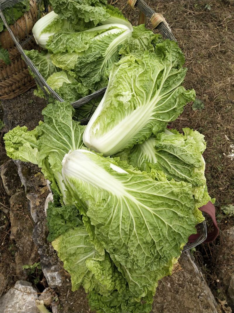 麻叶菜大量供应、质量保证、欢迎采购111111