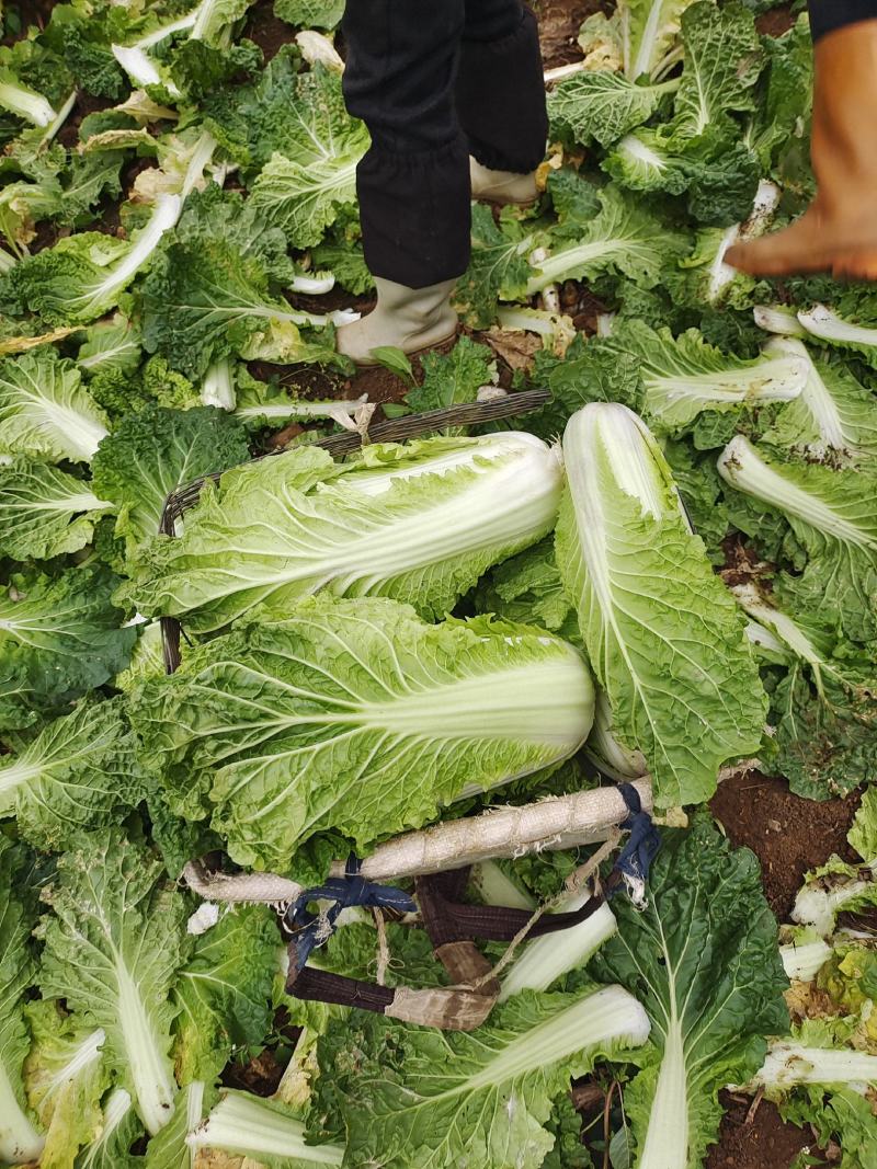 麻叶菜大量供应、质量保证、欢迎采购111111