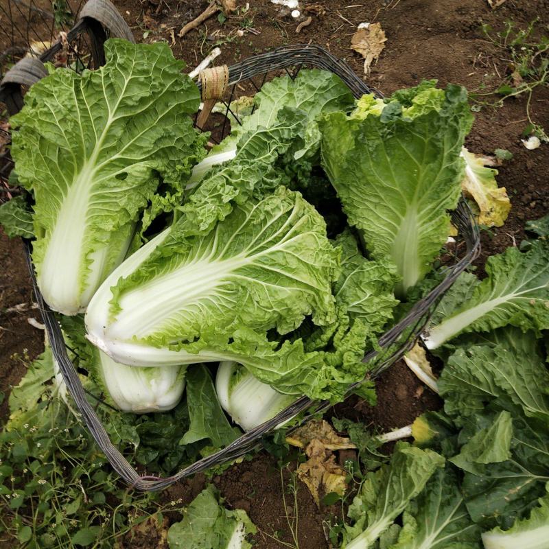 麻叶菜大量供应、质量保证、欢迎采购111111
