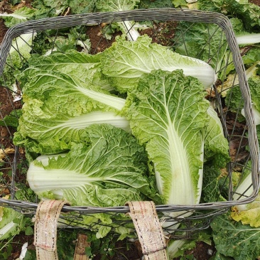 麻叶菜大量供应、质量保证、欢迎采购1111111