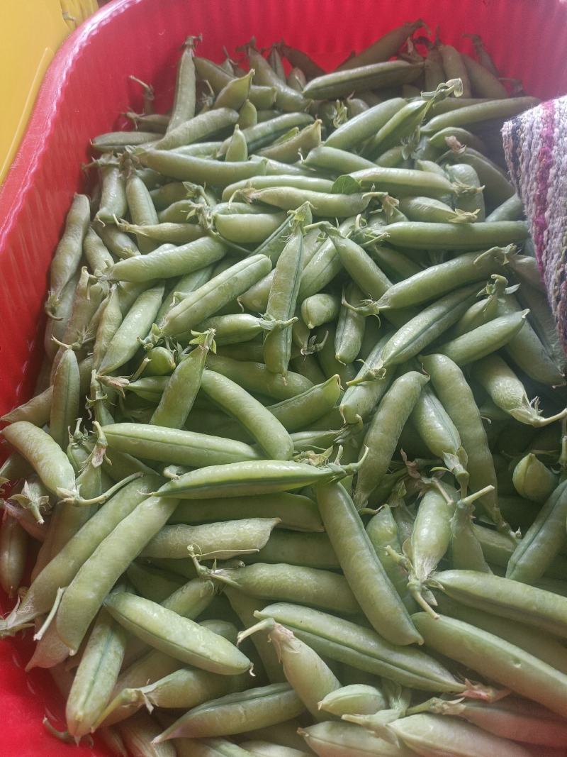 四川攀枝花豌豆