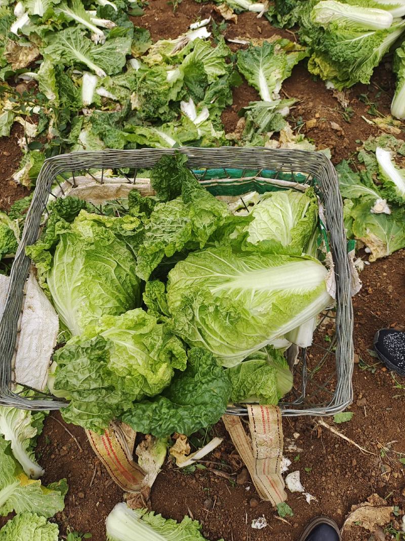 麻叶菜大量供应、质量保证、欢迎采购1111111