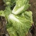 麻叶菜大量上市、质量保证、质量很好欢迎采购1144