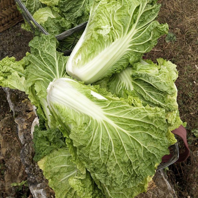 麻叶菜大量上市、质量保证、质量很好欢迎采购1144