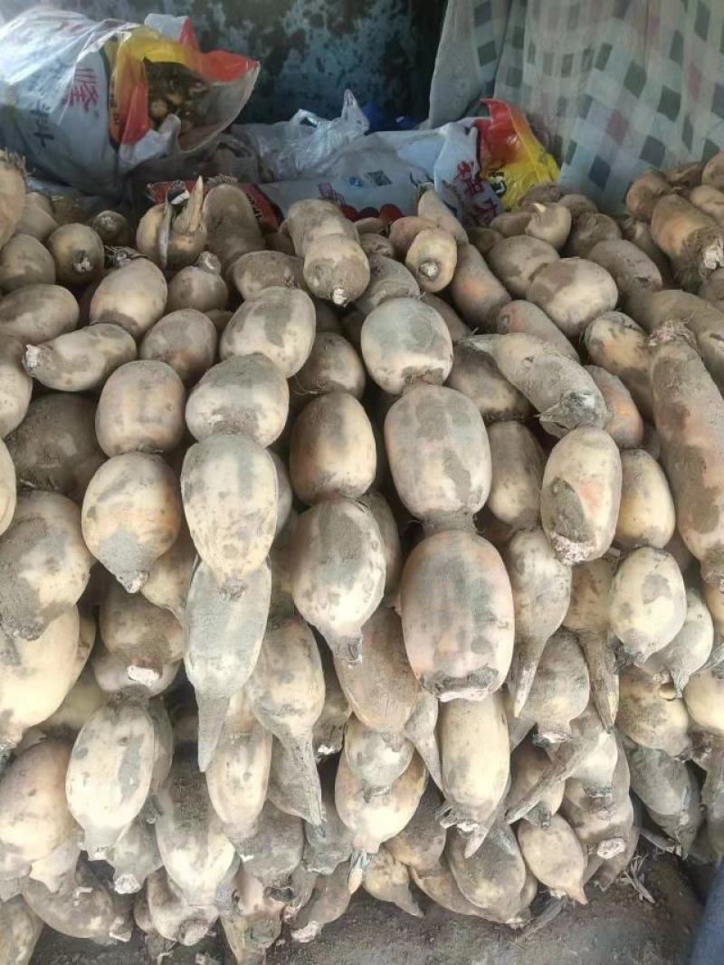 【推荐】精品鄂莲6号现挖现发产地直发品质上乘价格优惠