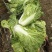 麻叶菜大量上市、质量保证、质量很好欢迎采购1144