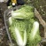 麻叶菜大量上市、质量保证、质量很好欢迎采购1144