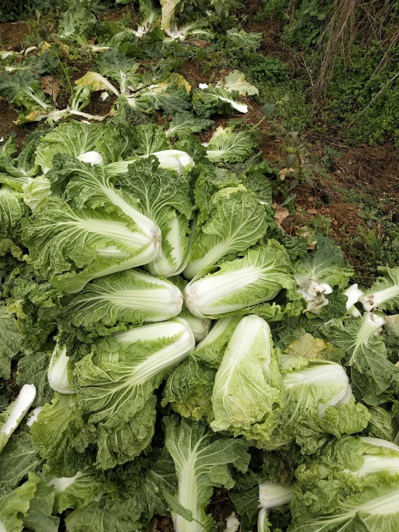 麻叶菜大量上市、质量保证、质量很好欢迎采购1144