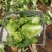 麻叶菜大量上市、质量保证、质量很好欢迎采购1144