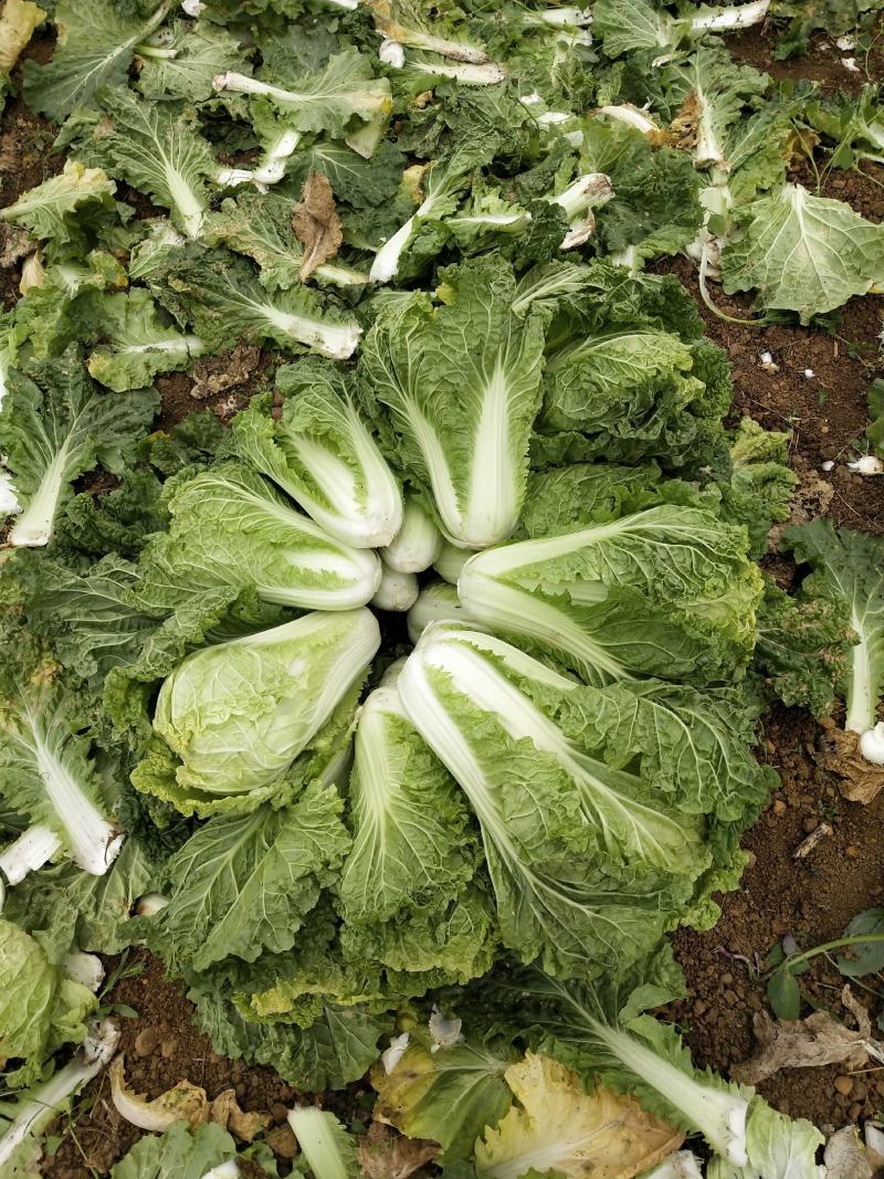 麻叶菜大量上市、质量保证、质量很好欢迎采购1144