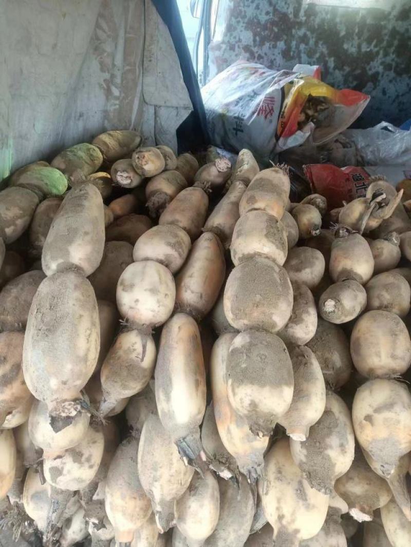 【实力推荐】优质鄂莲6号现挖现发精品莲藕整车配运发货
