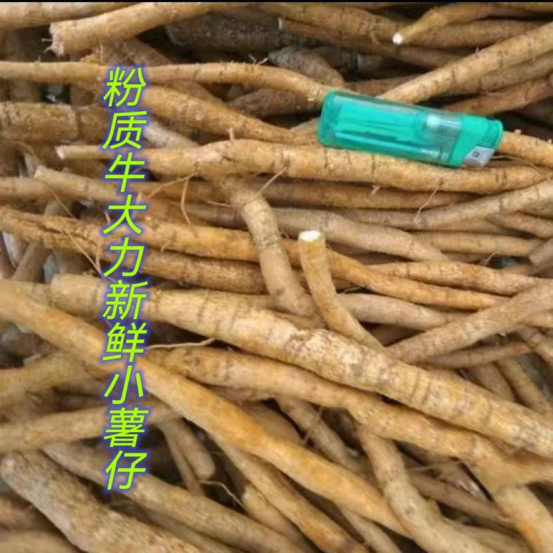 新鲜粉质小次薯，一斤起包邮，40斤起批发价。