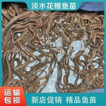 优质淡水花鳗苗,鳗鱼苗卢鳗,河鳗淡水养殖混养