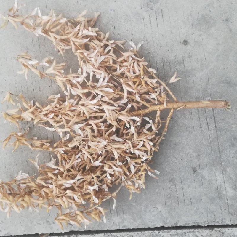分枝特别多的的大豆