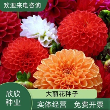 重瓣大丽花种子进口种球小丽花籽地瓜花多年生庭院室内外阳台