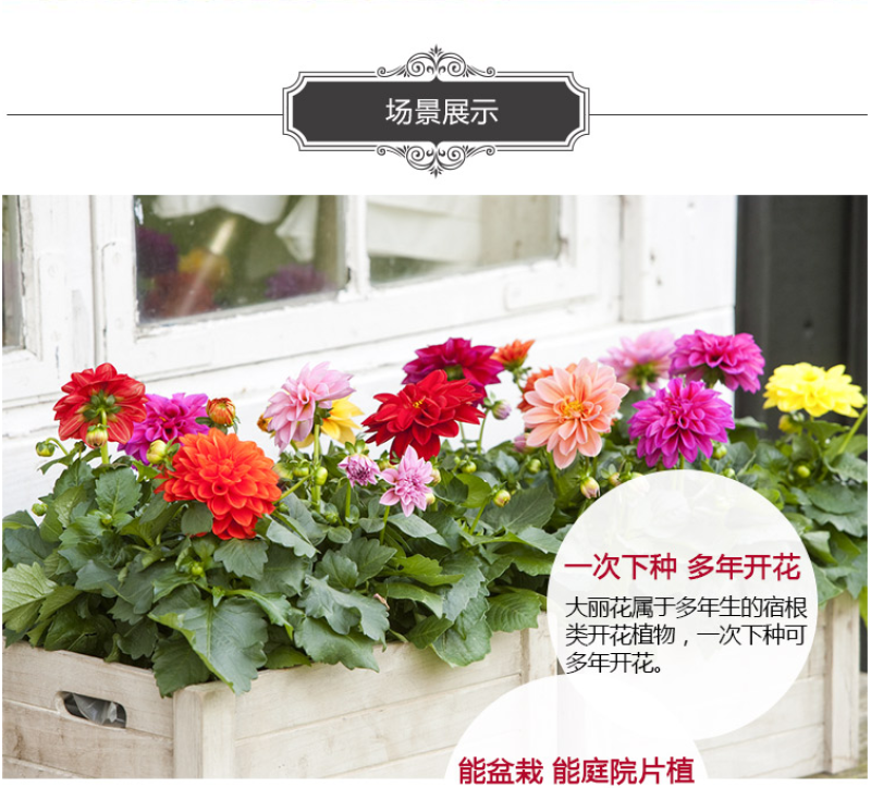 重瓣大丽花种子进口种球小丽花籽地瓜花多年生庭院室内外阳台