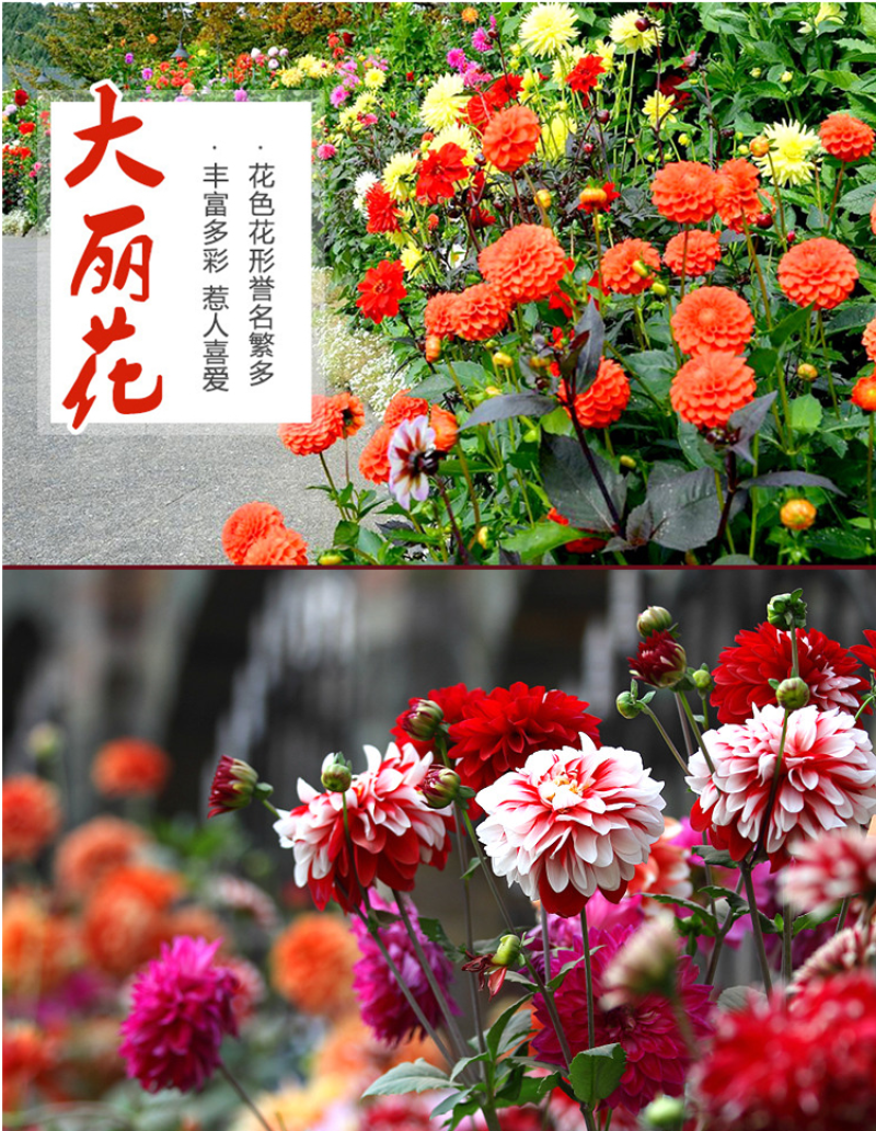 重瓣大丽花种子进口种球小丽花籽地瓜花多年生庭院室内外阳台
