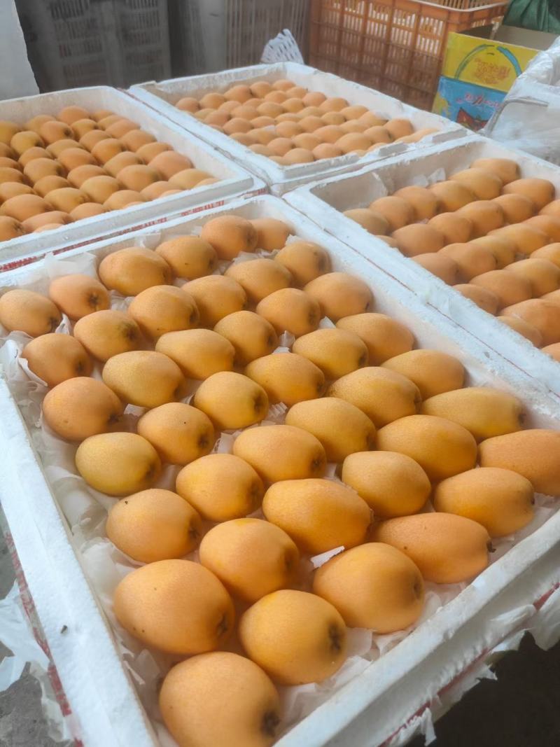 四川攀枝花米易芭蕉箐早钟六号枇杷（反季节每年12月上市）