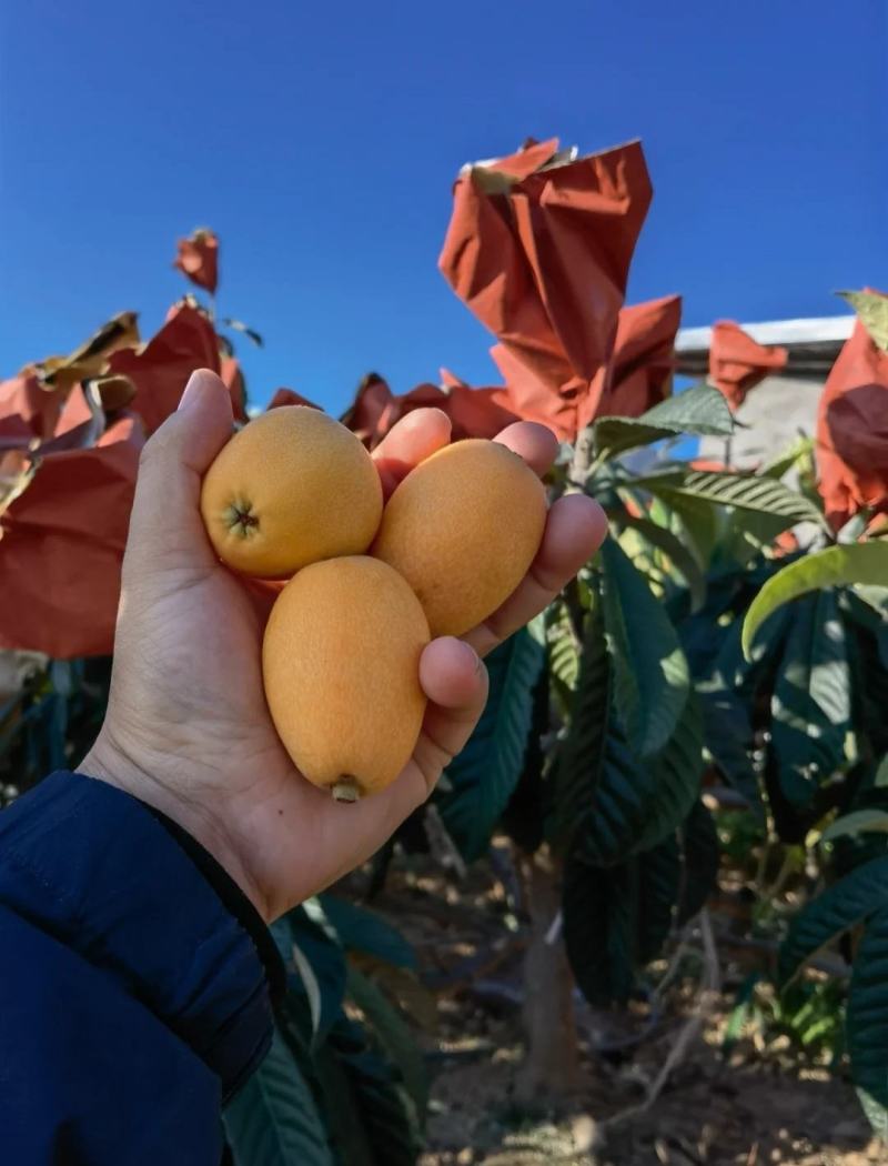 四川攀枝花米易芭蕉箐早钟六号枇杷（反季节每年12月上市）