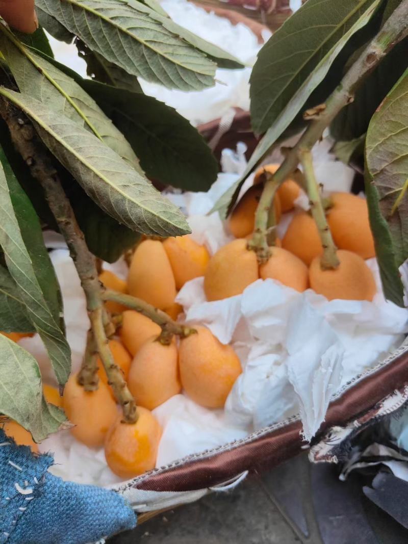 四川攀枝花米易芭蕉箐早钟六号枇杷（反季节每年12月上市）