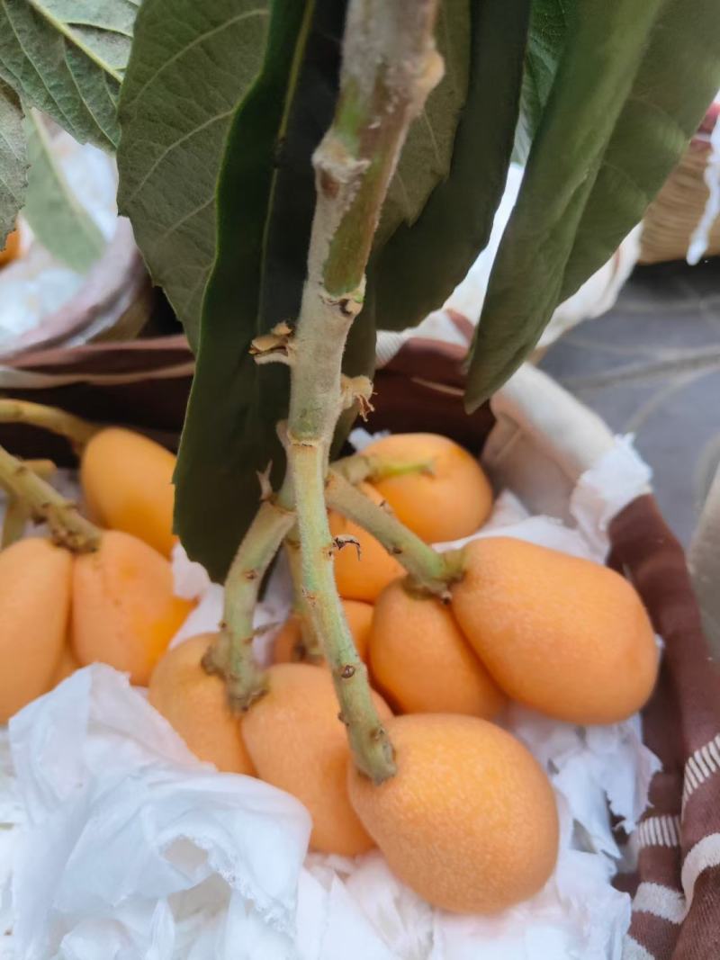 四川攀枝花米易芭蕉箐早钟六号枇杷（反季节每年12月上市）