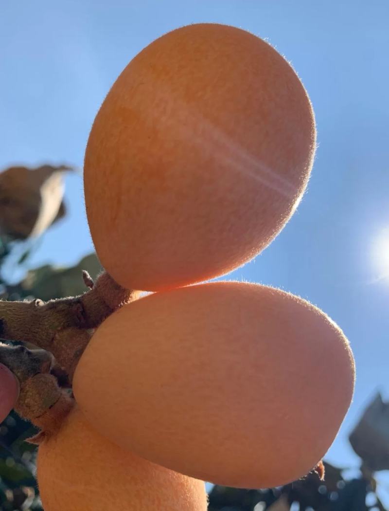 四川攀枝花米易芭蕉箐早钟六号枇杷（反季节每年12月上市）