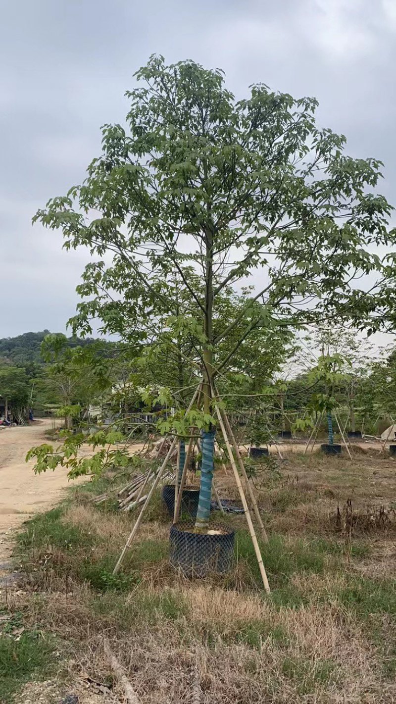 澳洲火焰木，各种规格齐全，支持视频看货