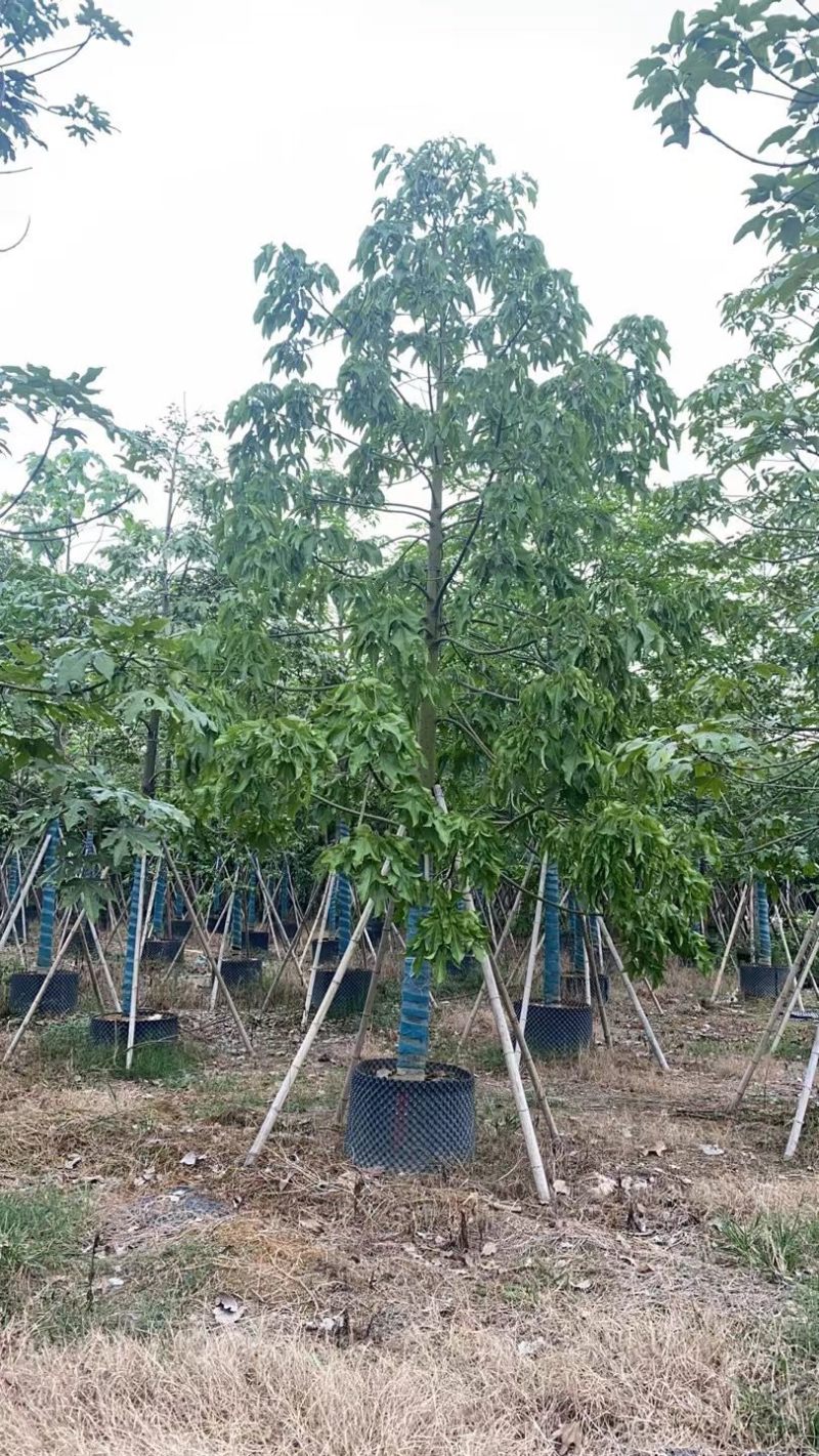 澳洲火焰木，各种规格齐全，支持视频看货