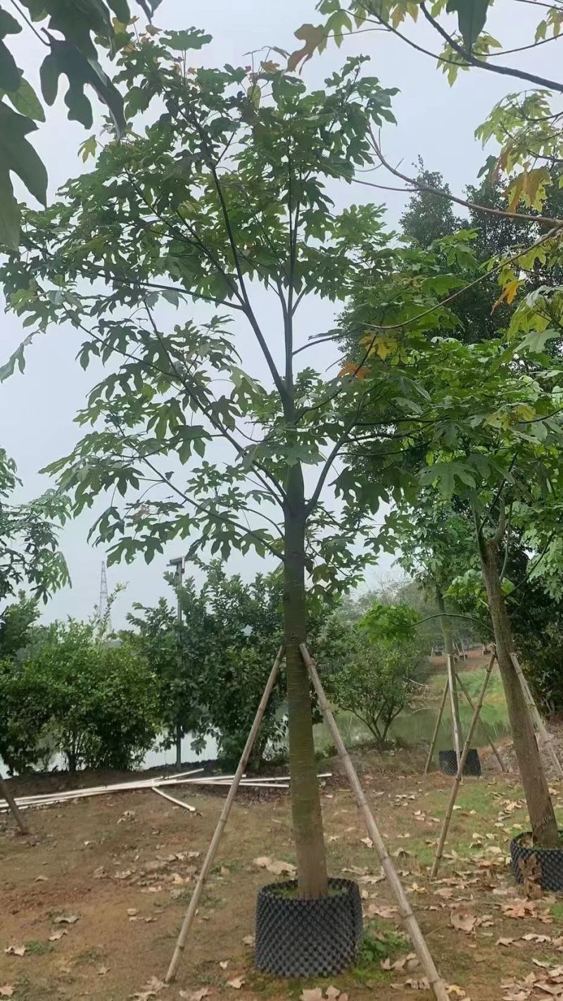 澳洲火焰木，各种规格齐全，支持视频看货