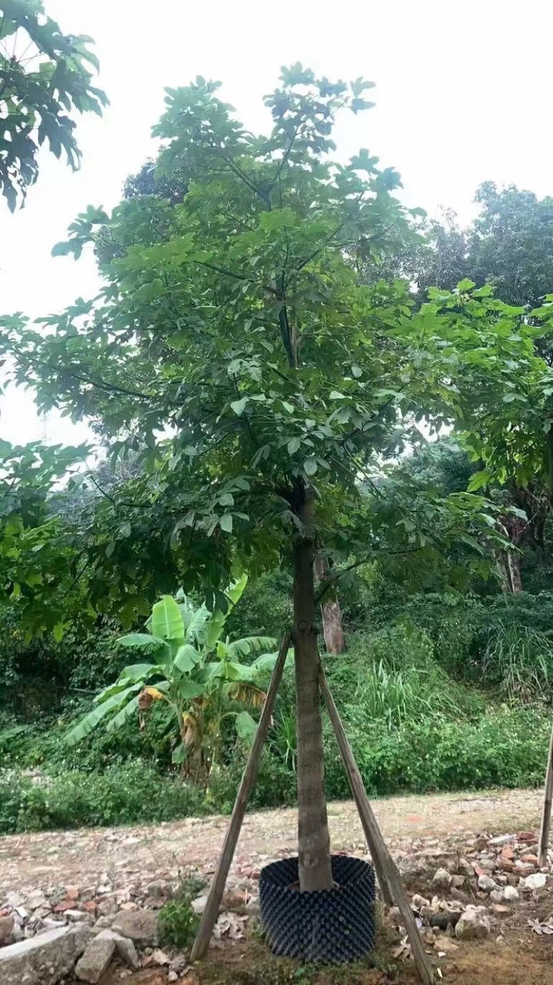 澳洲火焰木，各种规格齐全，支持视频看货