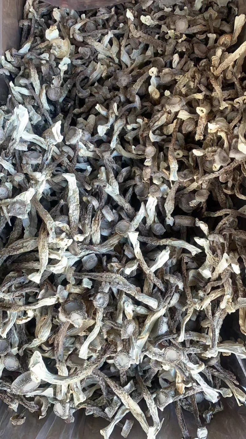 古田精品鹿茸菇包邮特惠持续供货量大价优规格齐全