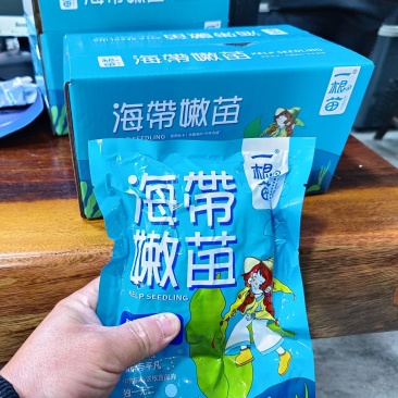 霞浦原产地海带嫩苗，产地直发，纯一手货源