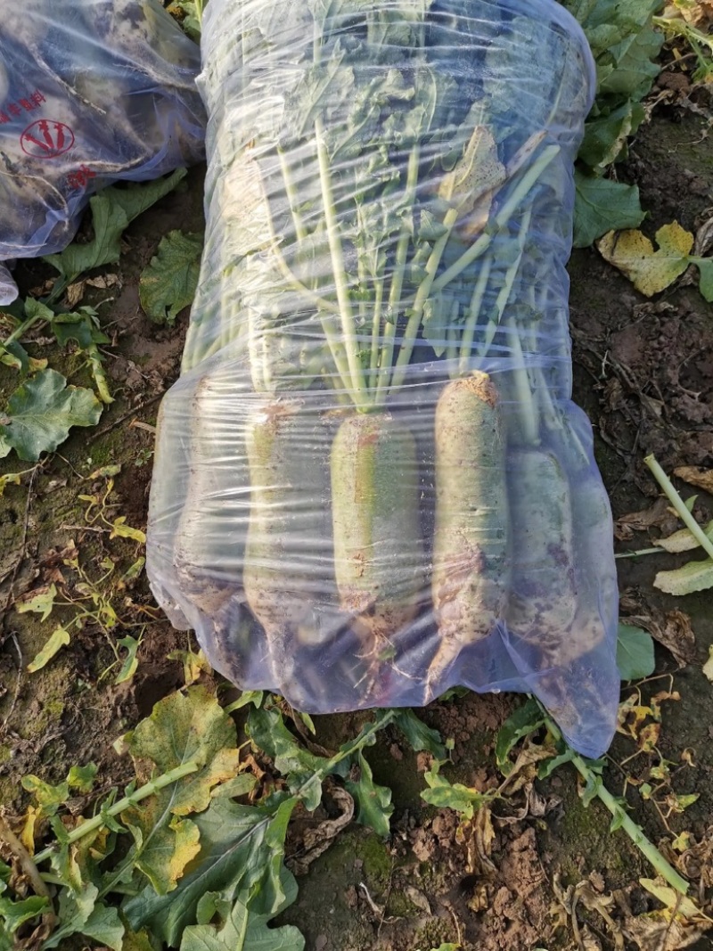 【好货】萝卜山东水果萝卜大量供应清脆爽口欢迎咨询