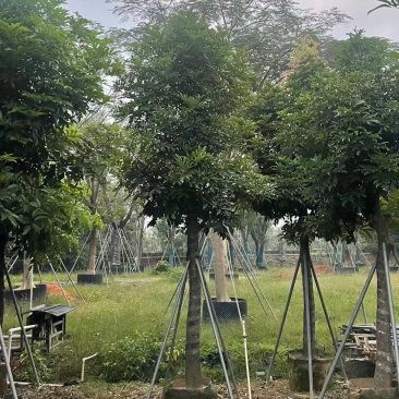 海南红豆，2公分~15公分，各种规格齐全，支持视频看货