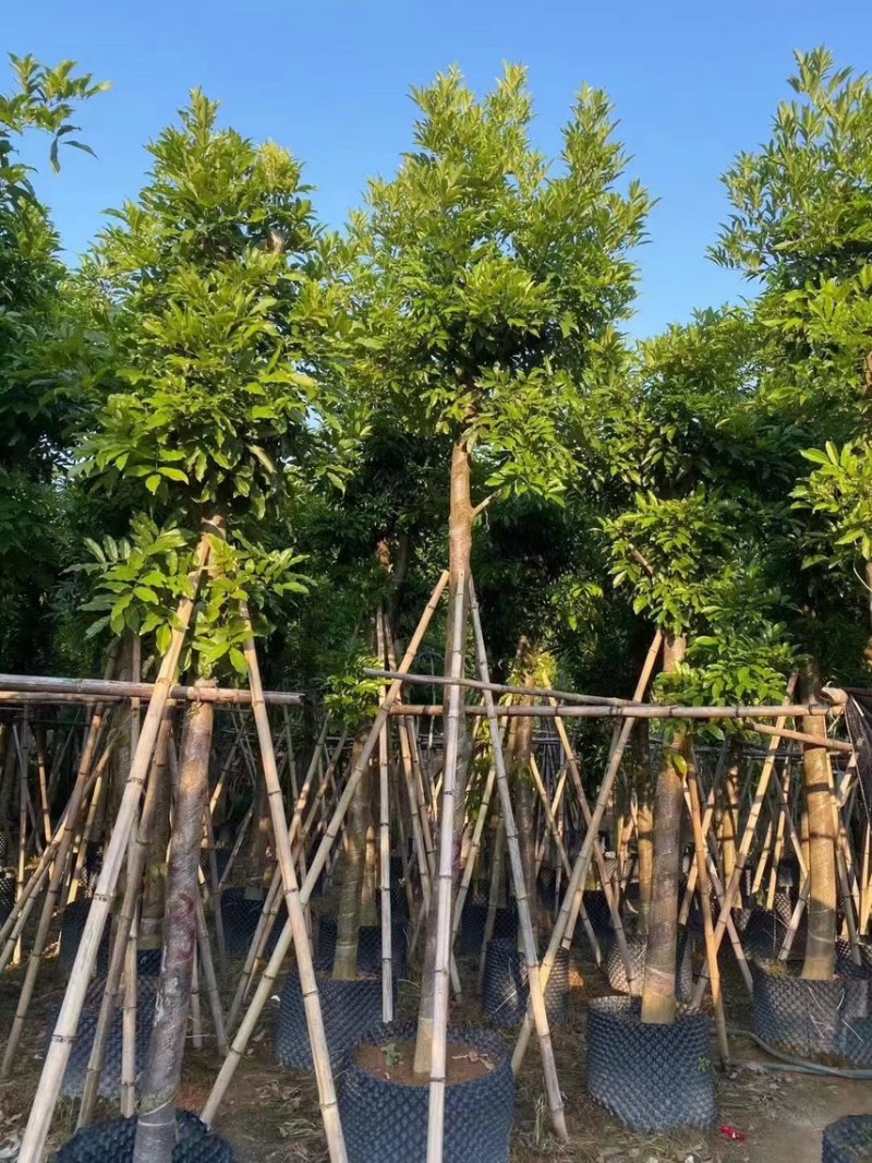 海南红豆，2公分~15公分，各种规格齐全，支持视频看货