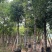 海南红豆，2公分~15公分，各种规格齐全，支持视频看货